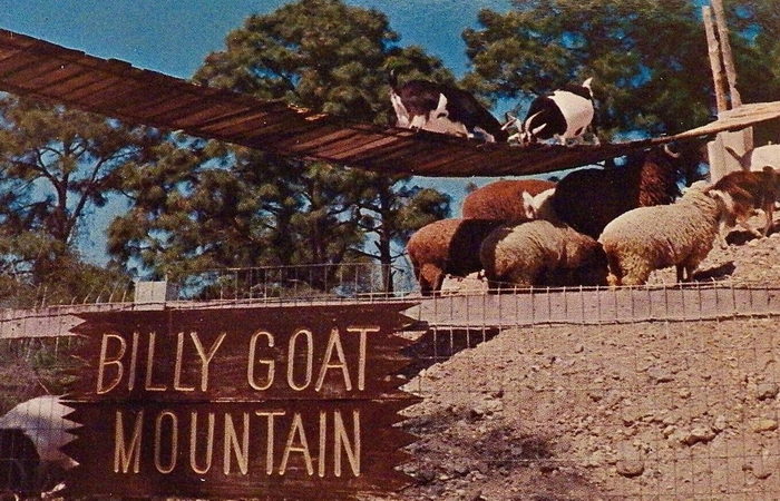 Floridaland - Vintage Postcard (newer photo)